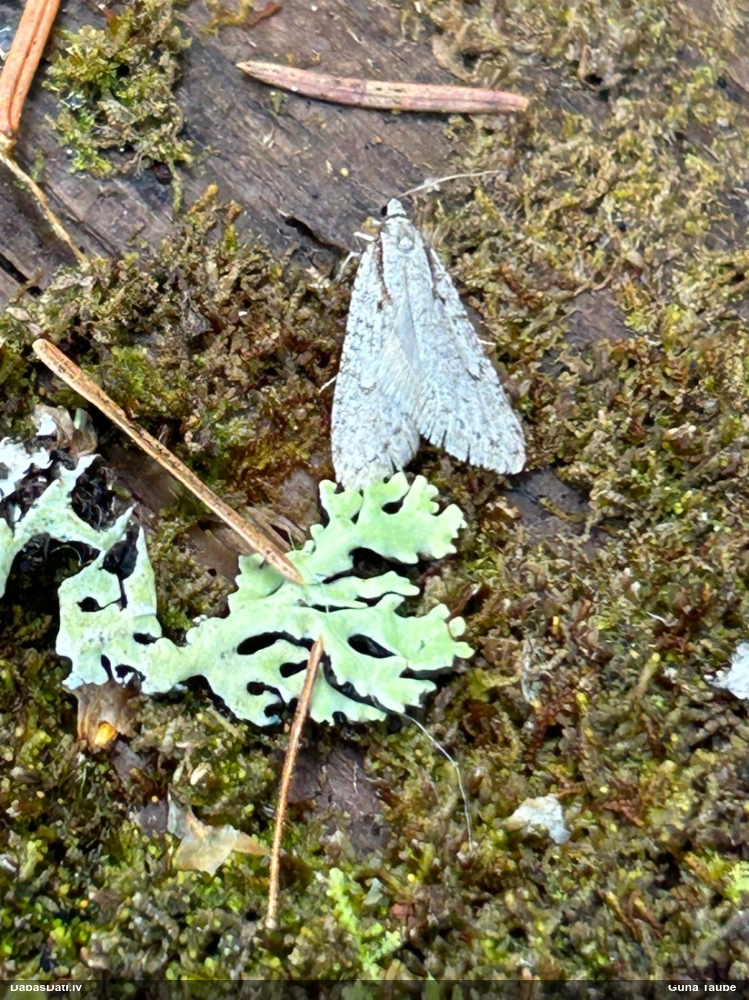 Depresārijs Semioscopis avellanella