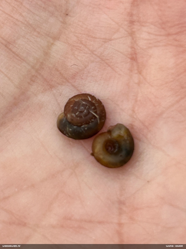 Brūnā rievspolīte