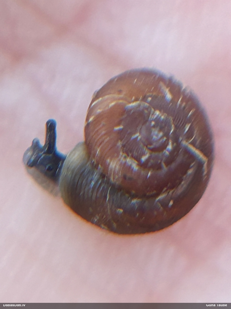 Brūnā rievspolīte