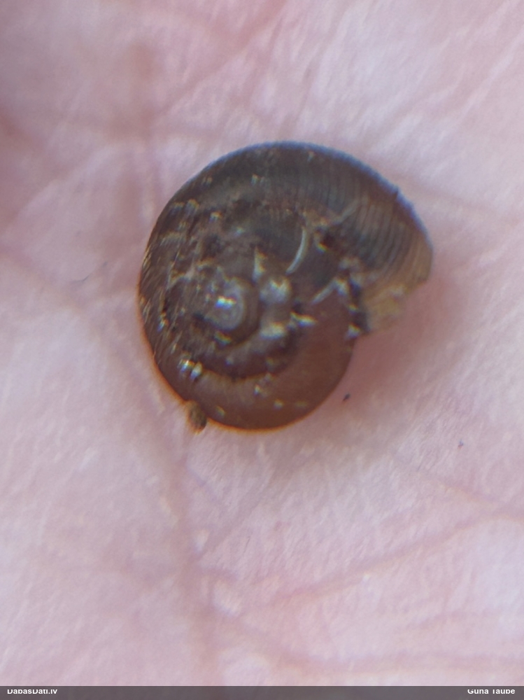 Brūnā rievspolīte