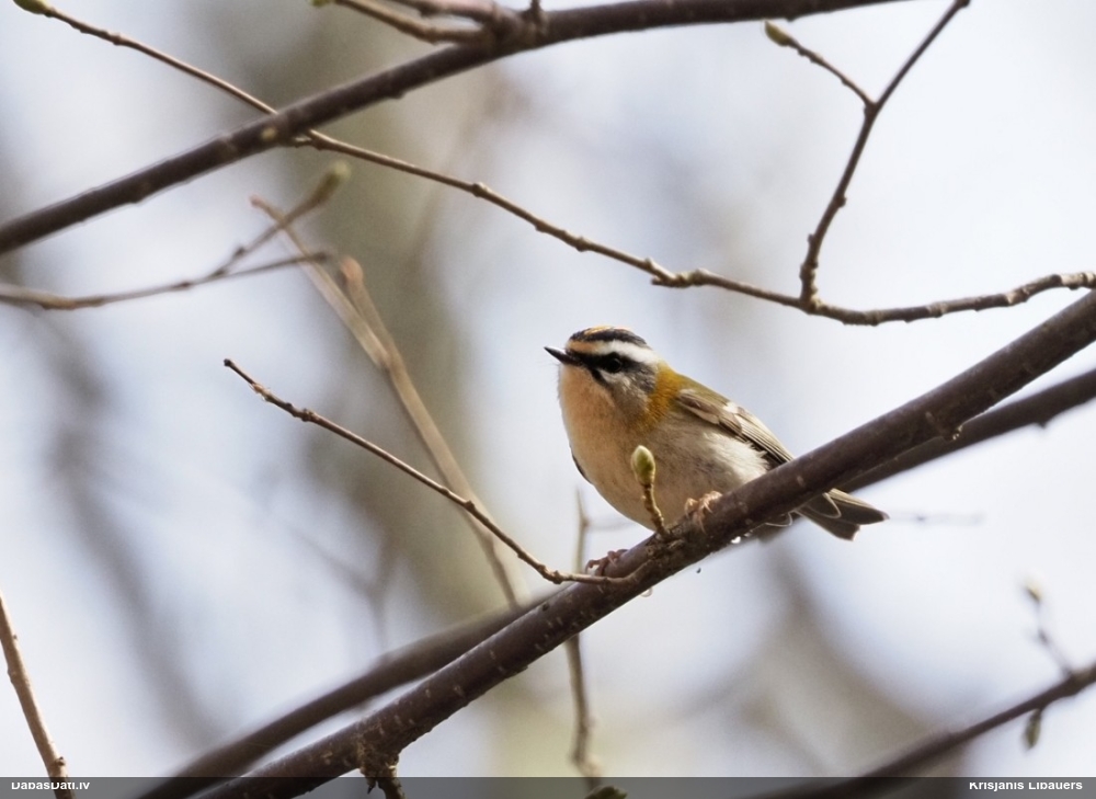 красноголовый королек