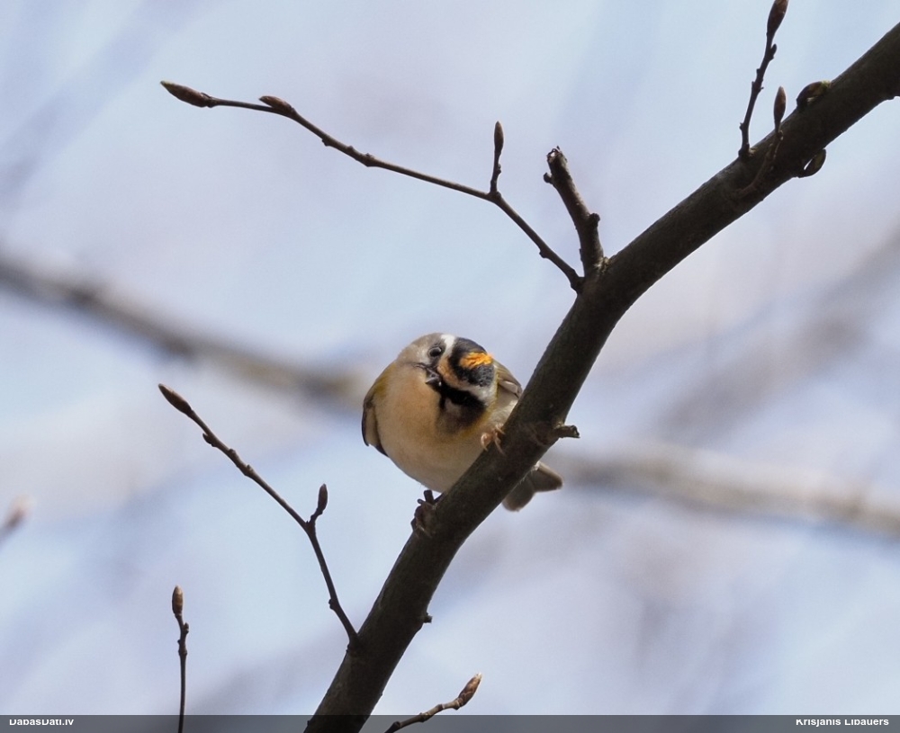 красноголовый королек