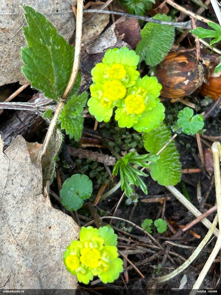 селезеночник обыкновенный