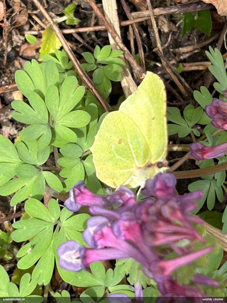 Krūkļu baltenis, citrontauriņš