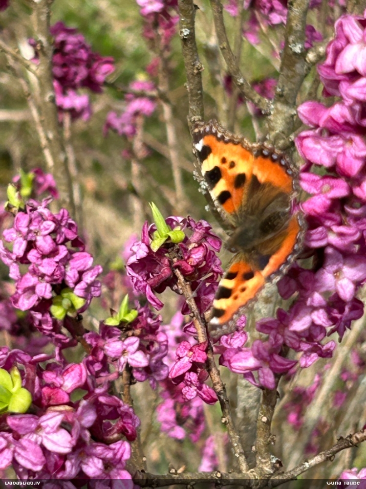 Parastais nātru raibenis