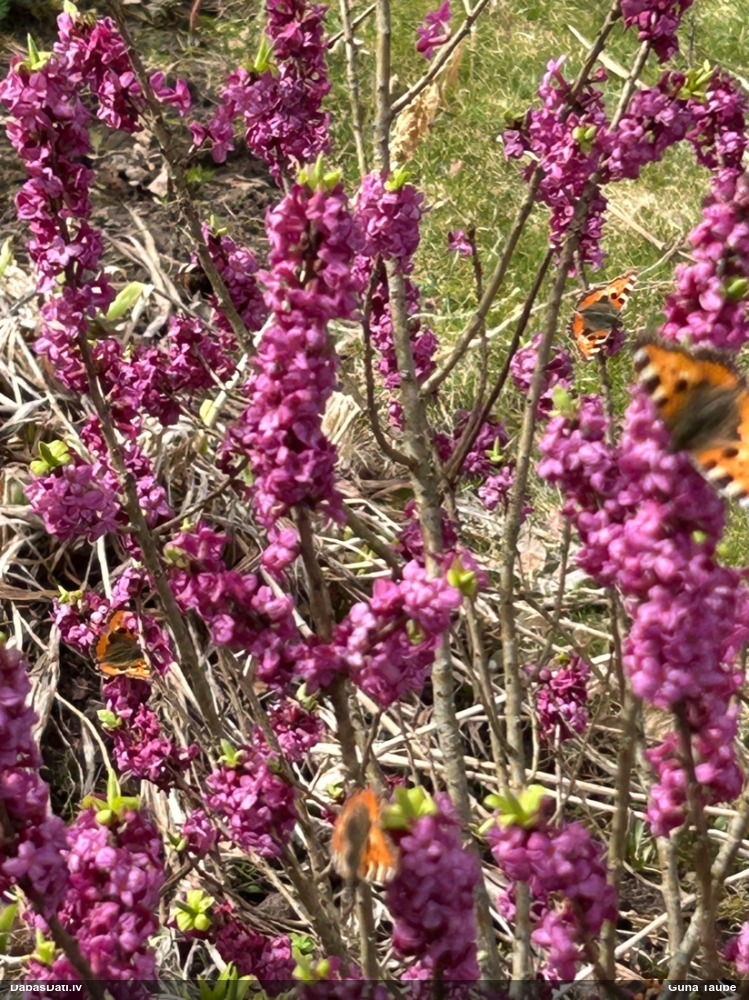 Parastais nātru raibenis