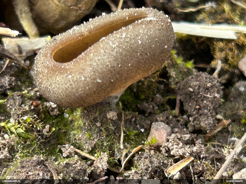 Askusēne (nenoteikta)