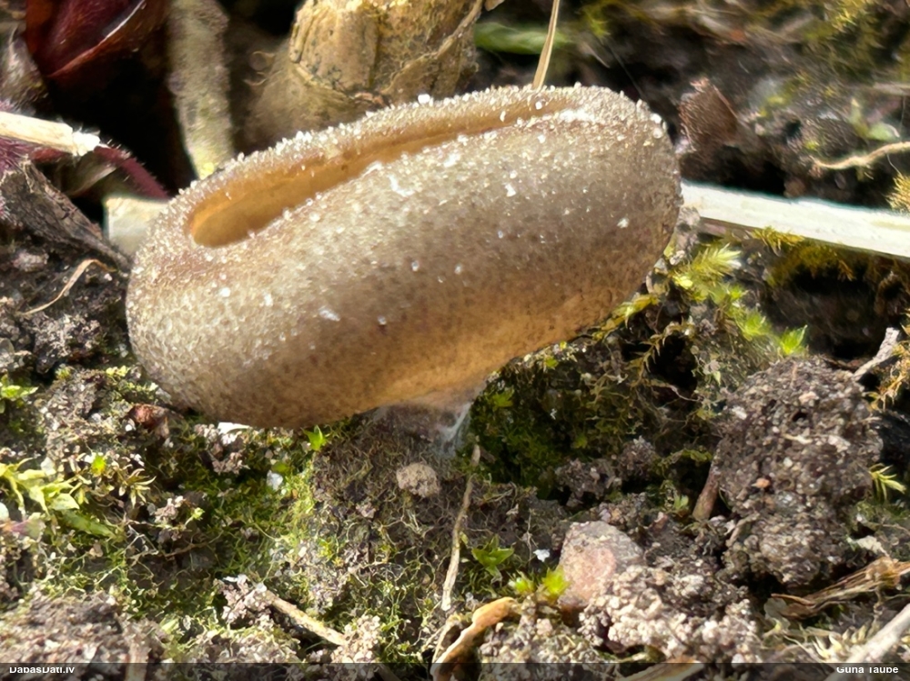 Askusēne (nenoteikta)