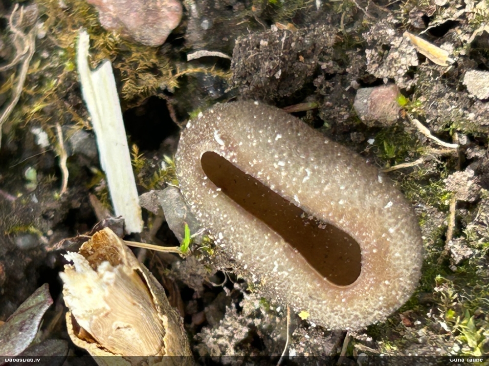 Askusēne (nenoteikta)