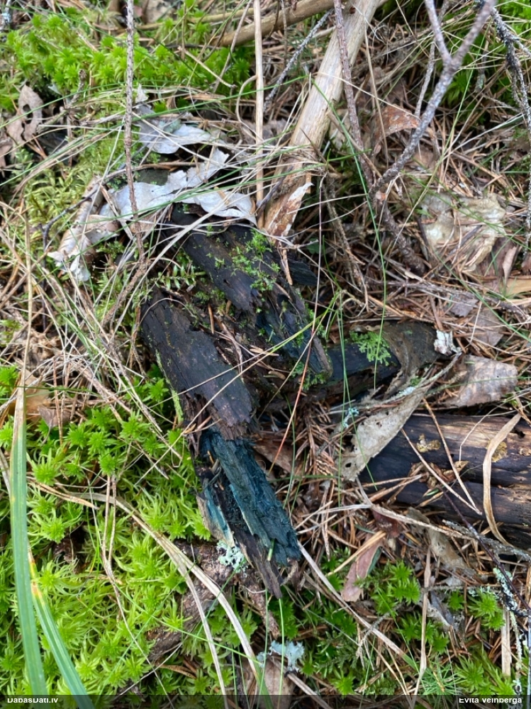 Zilzaļā hlorociborija