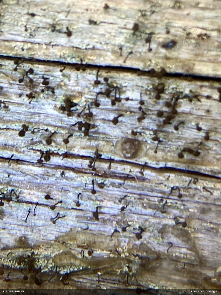 Ķērpis (nenoteikts)