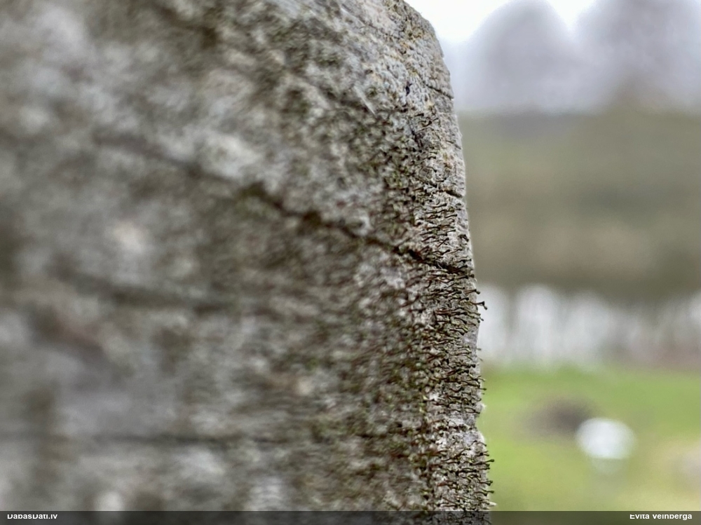 Ķērpis (nenoteikts)