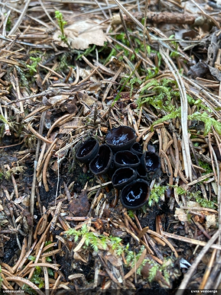 Melnā spožkausene (pseidoplektānija)