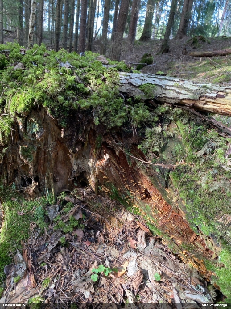 Zvaniņu sausdobīte