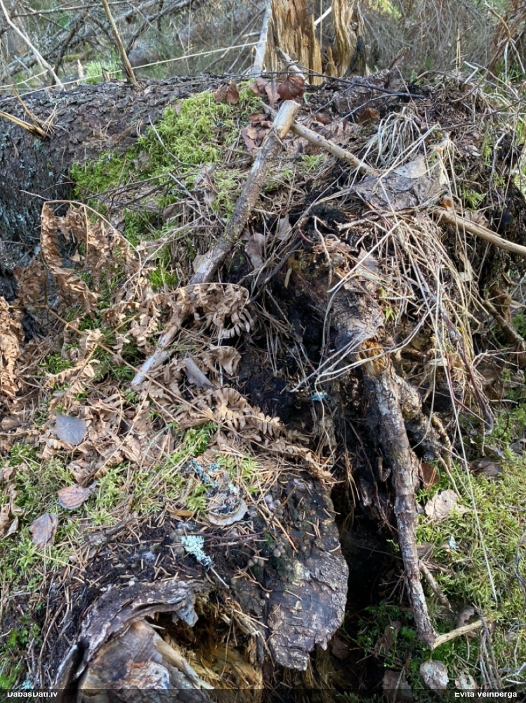 Vilkpienaine (nenoteikta)