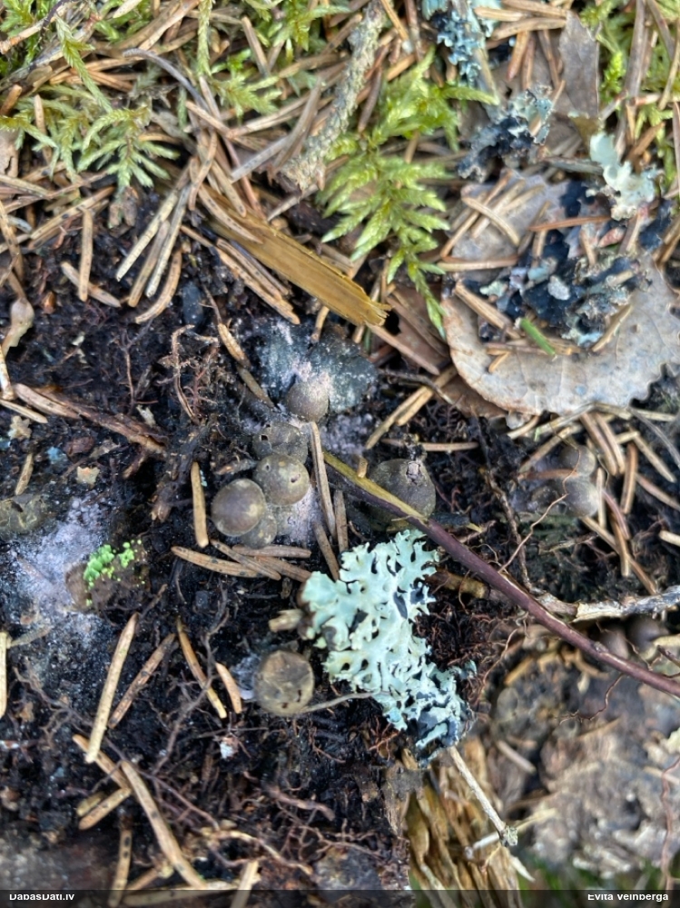 Vilkpienaine (nenoteikta)