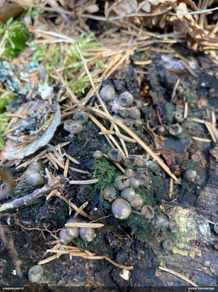 Vilkpienaine (nenoteikta)