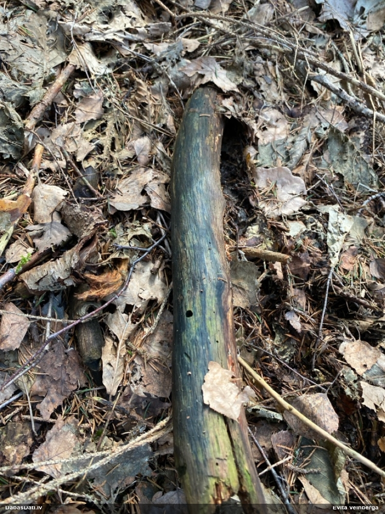 Zilzaļā hlorociborija