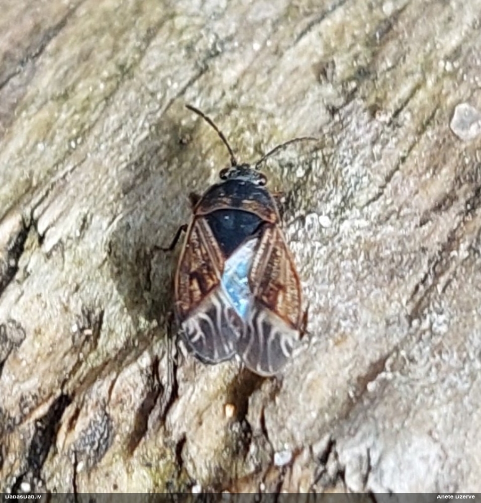 Zemesblakts Trapezonotus sp.