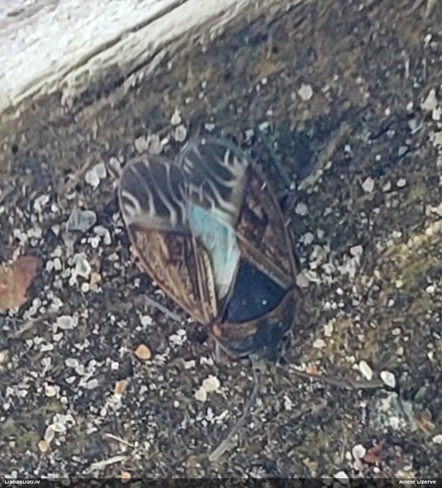 Zemesblakts Trapezonotus sp.