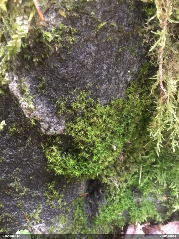 Tievā smailknābīte