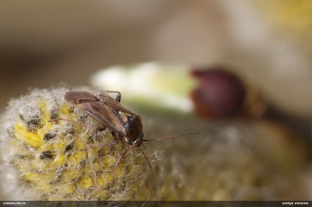 Mīkstblakts Lygus sp.