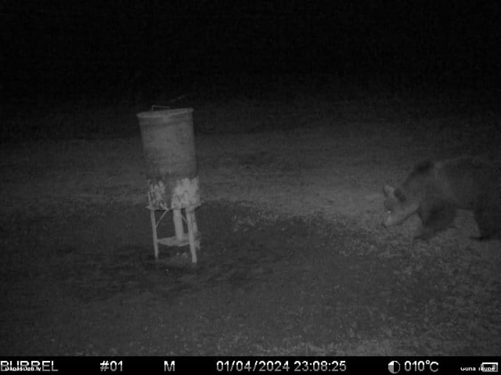 бурый медведь