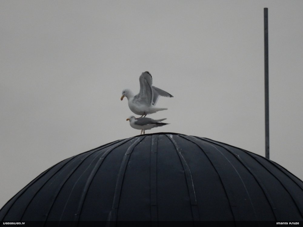 серебристая чайка