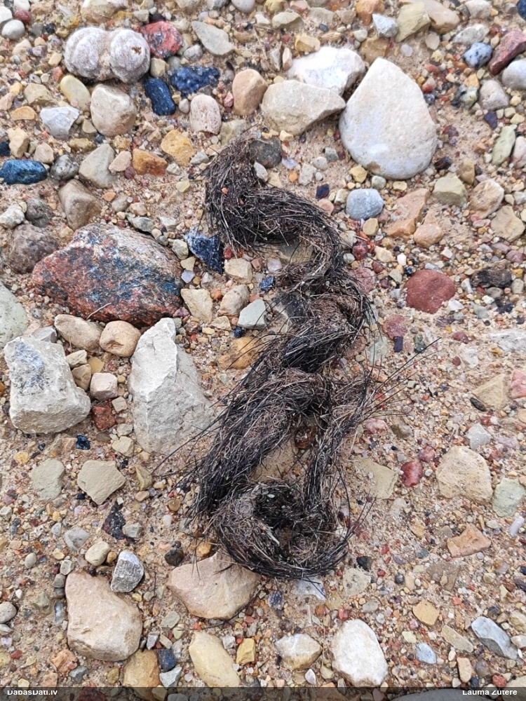 Zīdītājs (nenoteikts)