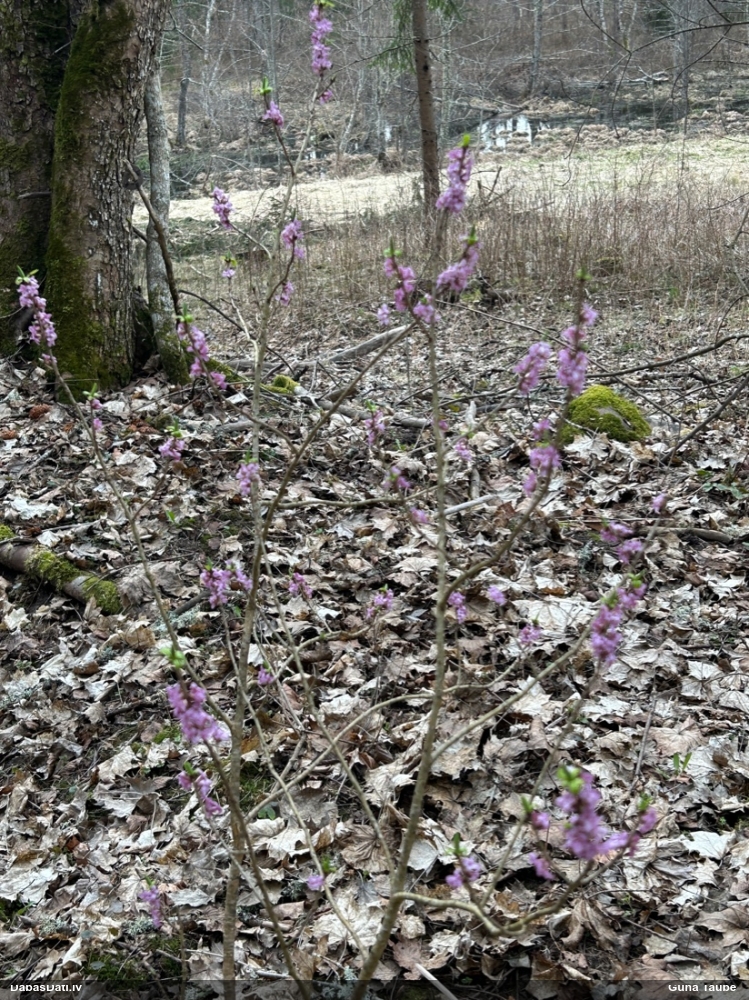 волчеягодник обыкновенный