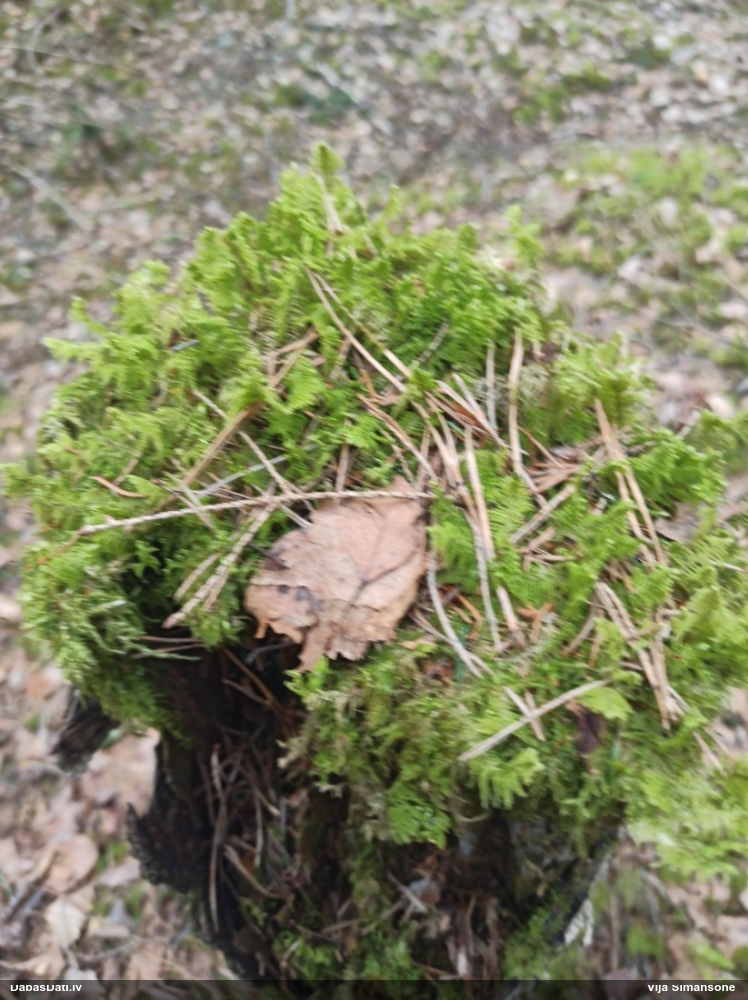 Parastā straussūna