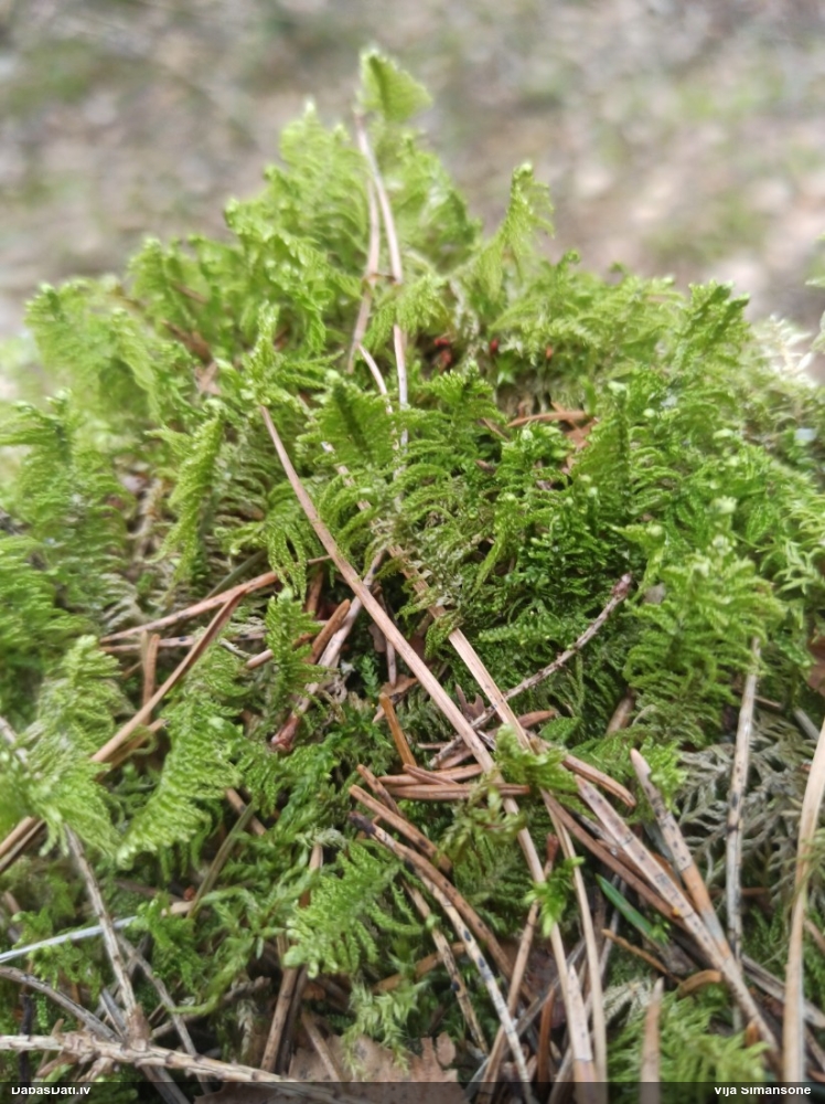 Parastā straussūna