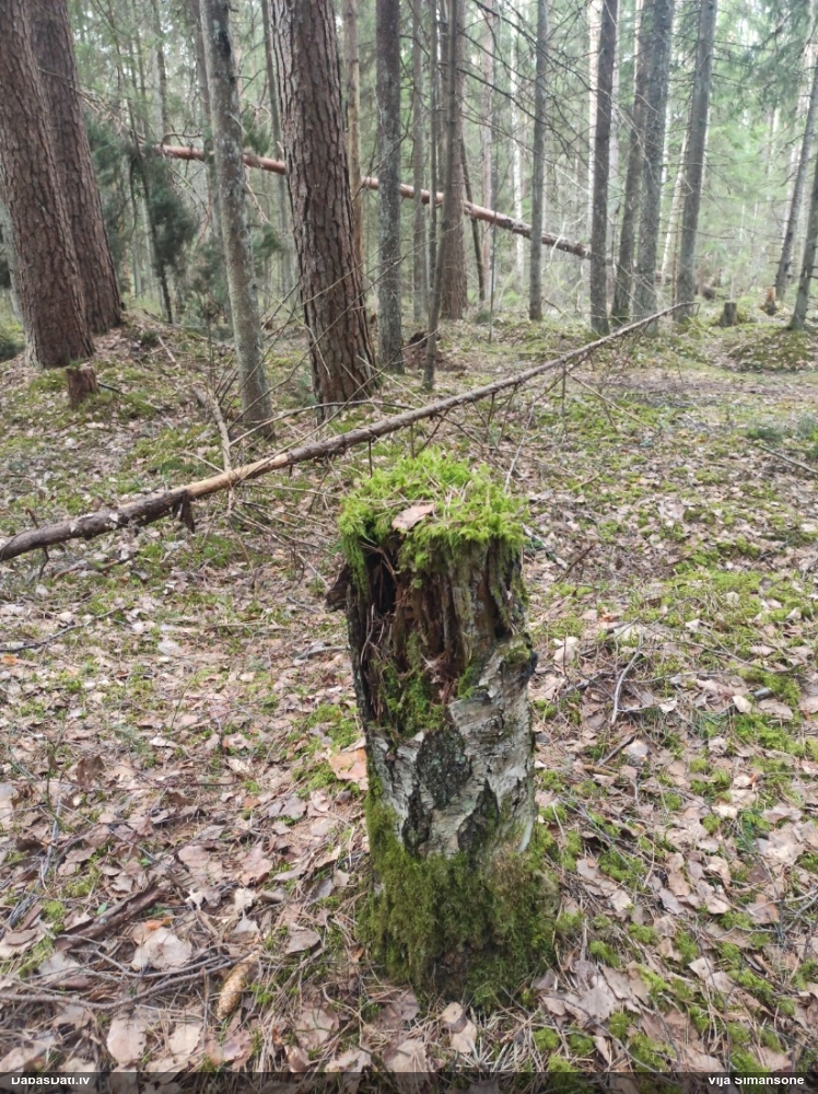 Parastā straussūna