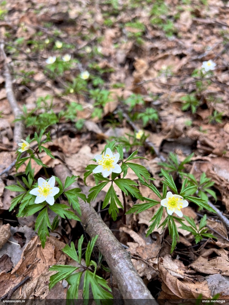 ветреница белая