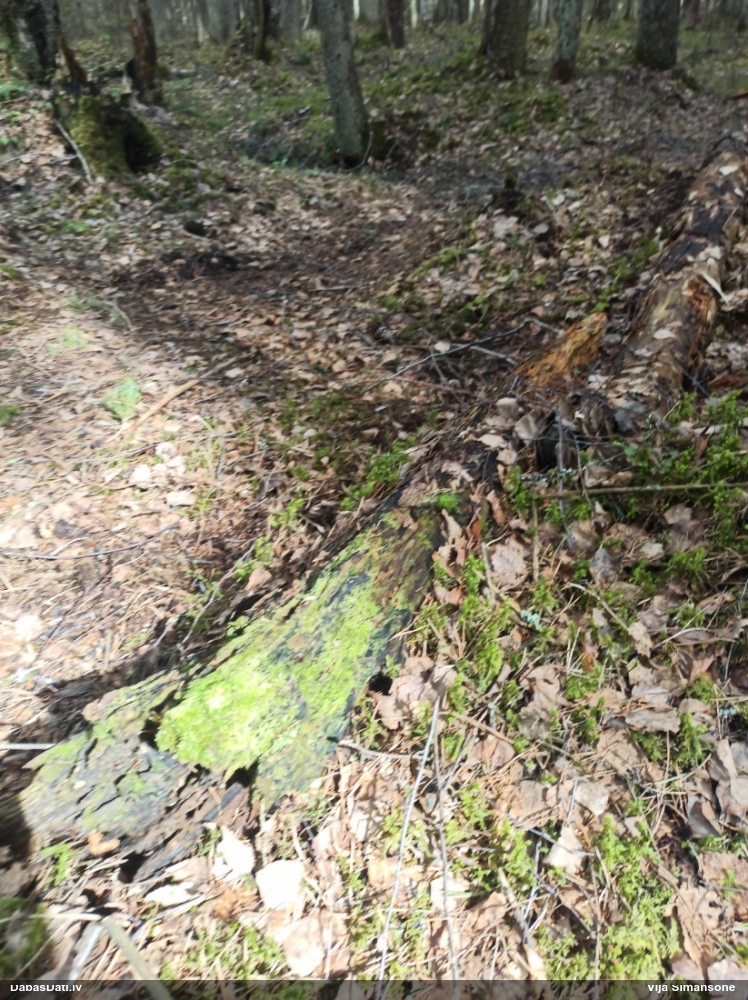 Dažādlapu sekstīte