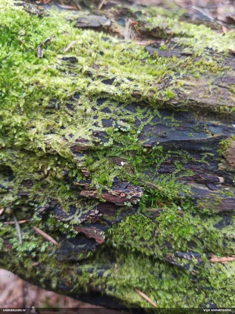 Dažādlapu sekstīte