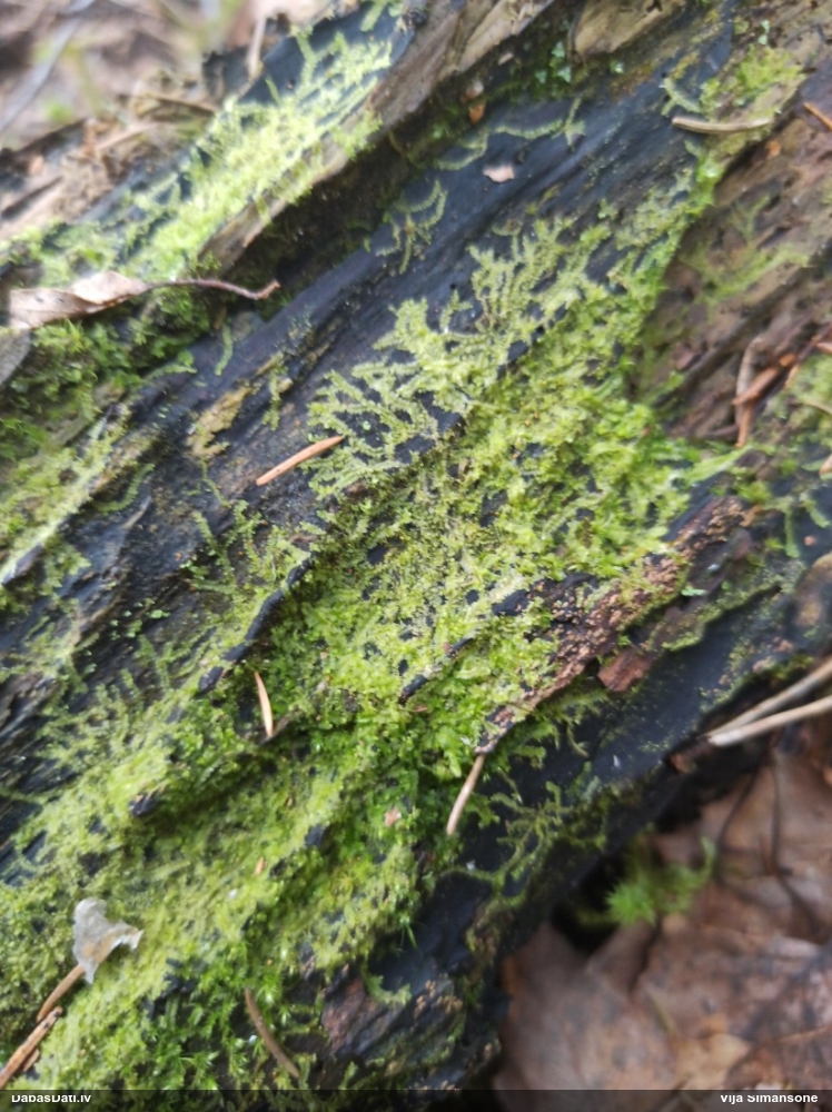 Dažādlapu sekstīte