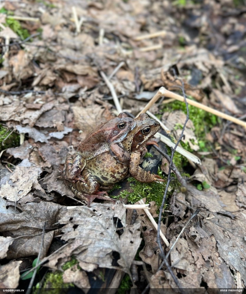 травяная лягушка