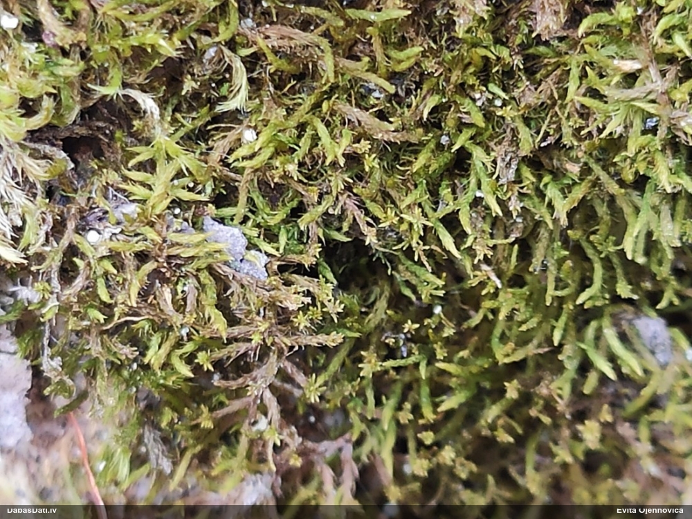 Dzīslainā leskejīte