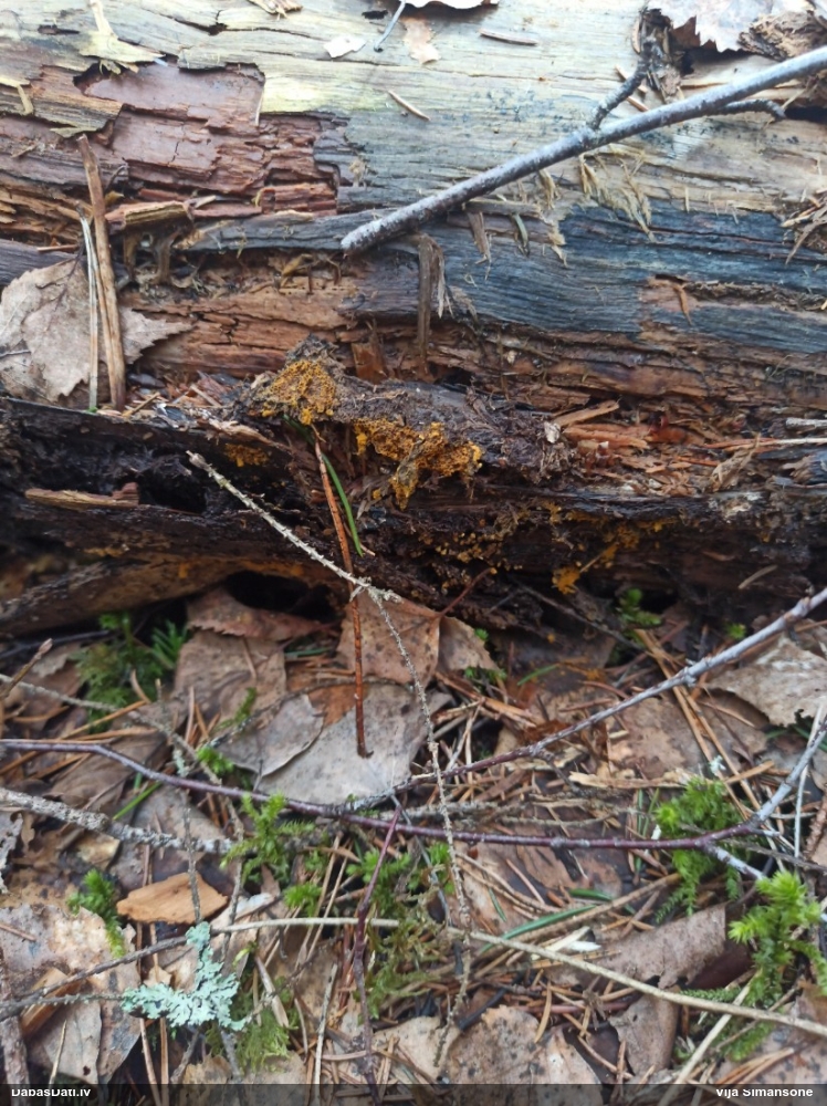 Nolīdzinātā oligonēma