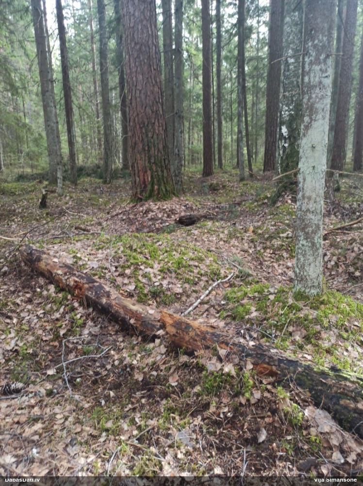 Nolīdzinātā oligonēma