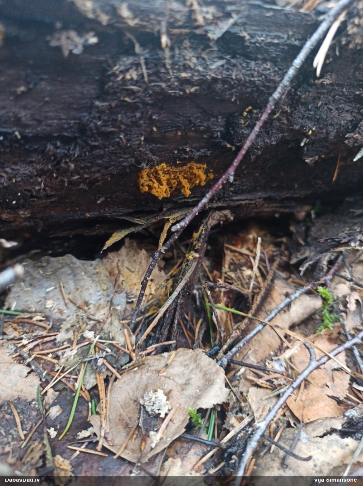 Nolīdzinātā oligonēma