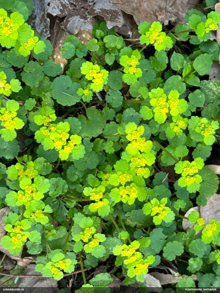 селезеночник обыкновенный