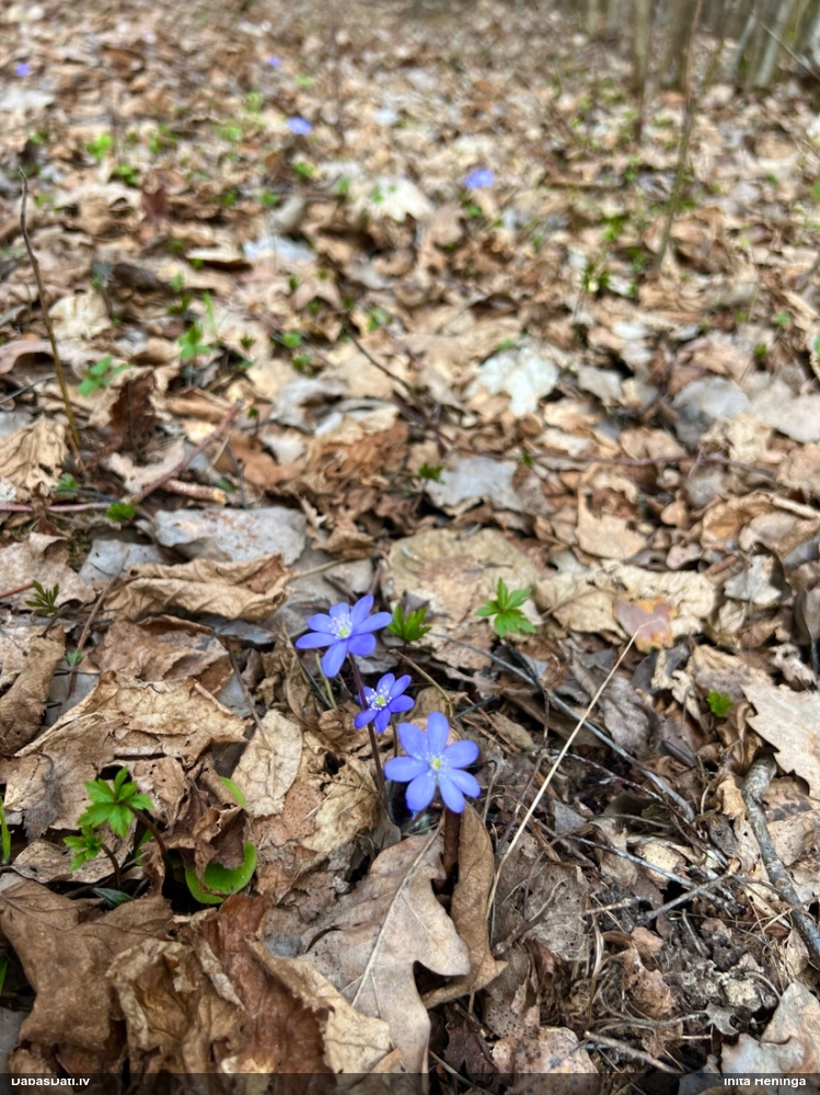 печеночница обыкновенная