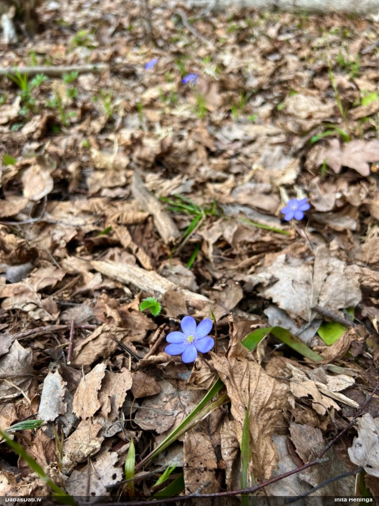печеночница обыкновенная