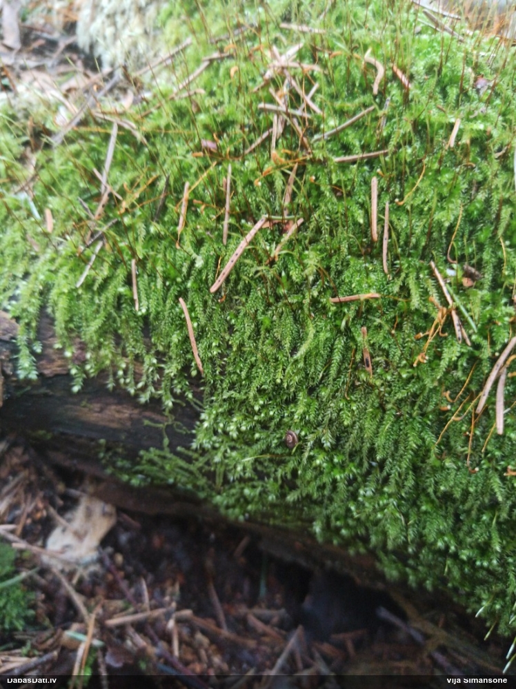 Zeligera hercogīte