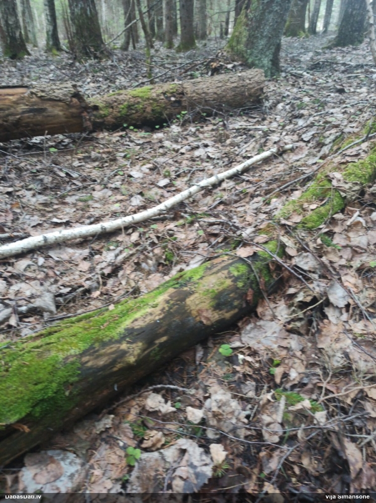 Dažādlapu sekstīte