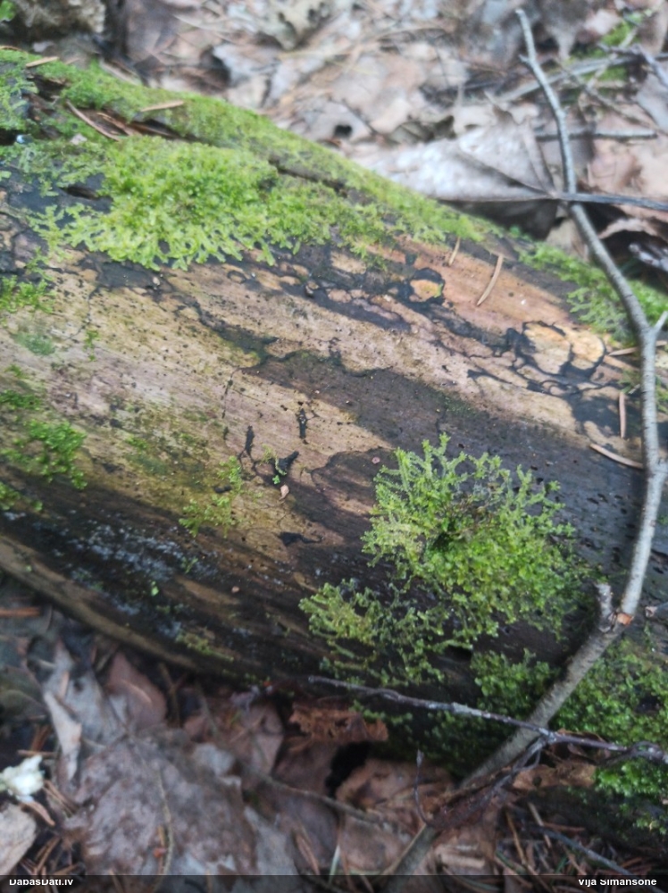 Dažādlapu sekstīte