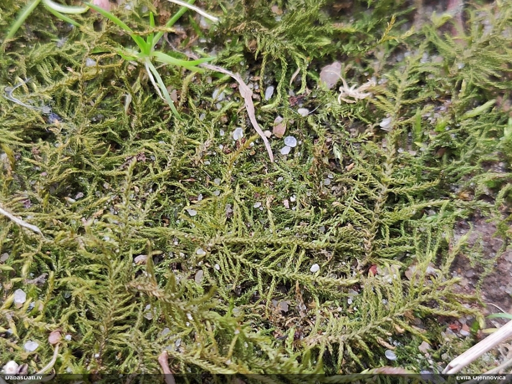 Paparžu dzīslenīte