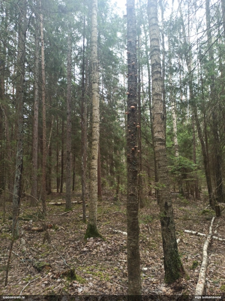 березовый Трутовик